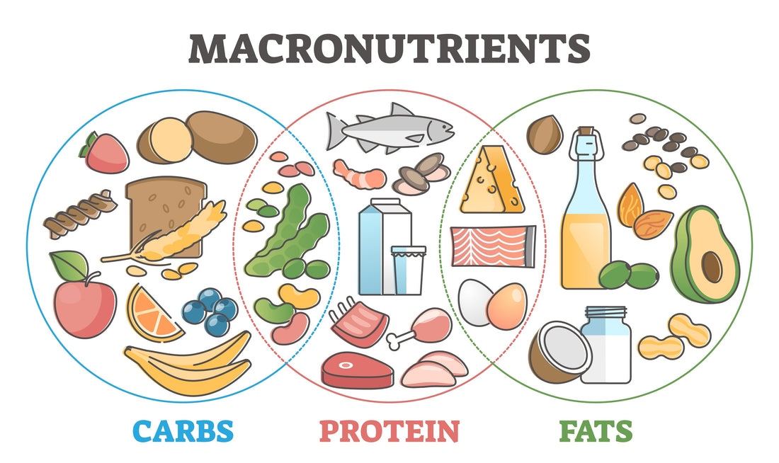 chart showing three overlapping circles labeled protein, carbs, and fat with shared food examples in intersecting areas to illustrate macronutrient overlap