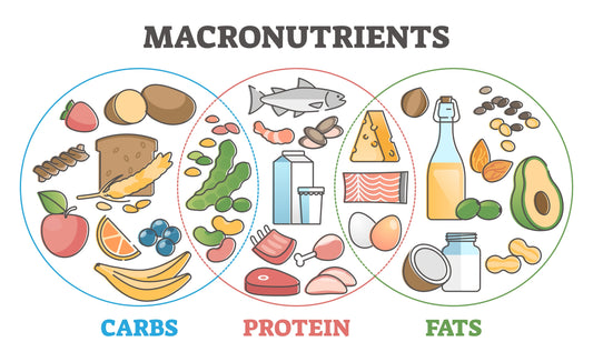 chart showing three overlapping circles labeled protein, carbs, and fat with shared food examples in intersecting areas to illustrate macronutrient overlap