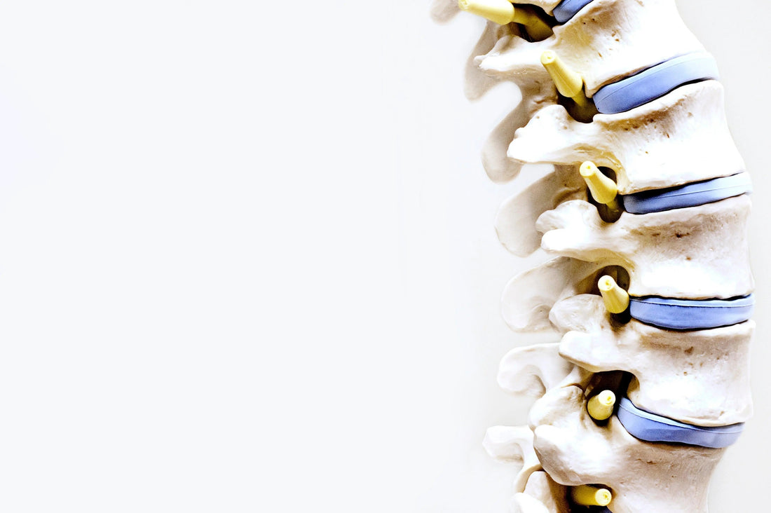 Lumbar spine model with blue intervertebral discs and yellow spinal nerves exiting through the vertebral canals