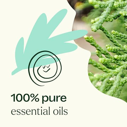 Plant Therapy 7 & 7 Essential Oils Set 7 Single Oils: Lavender, Peppermint & More, 7 Synergy Blends 100% Pure, Undiluted, Natural Aromatherapy, Therapeutic Grade 10 mL (1/3 oz)