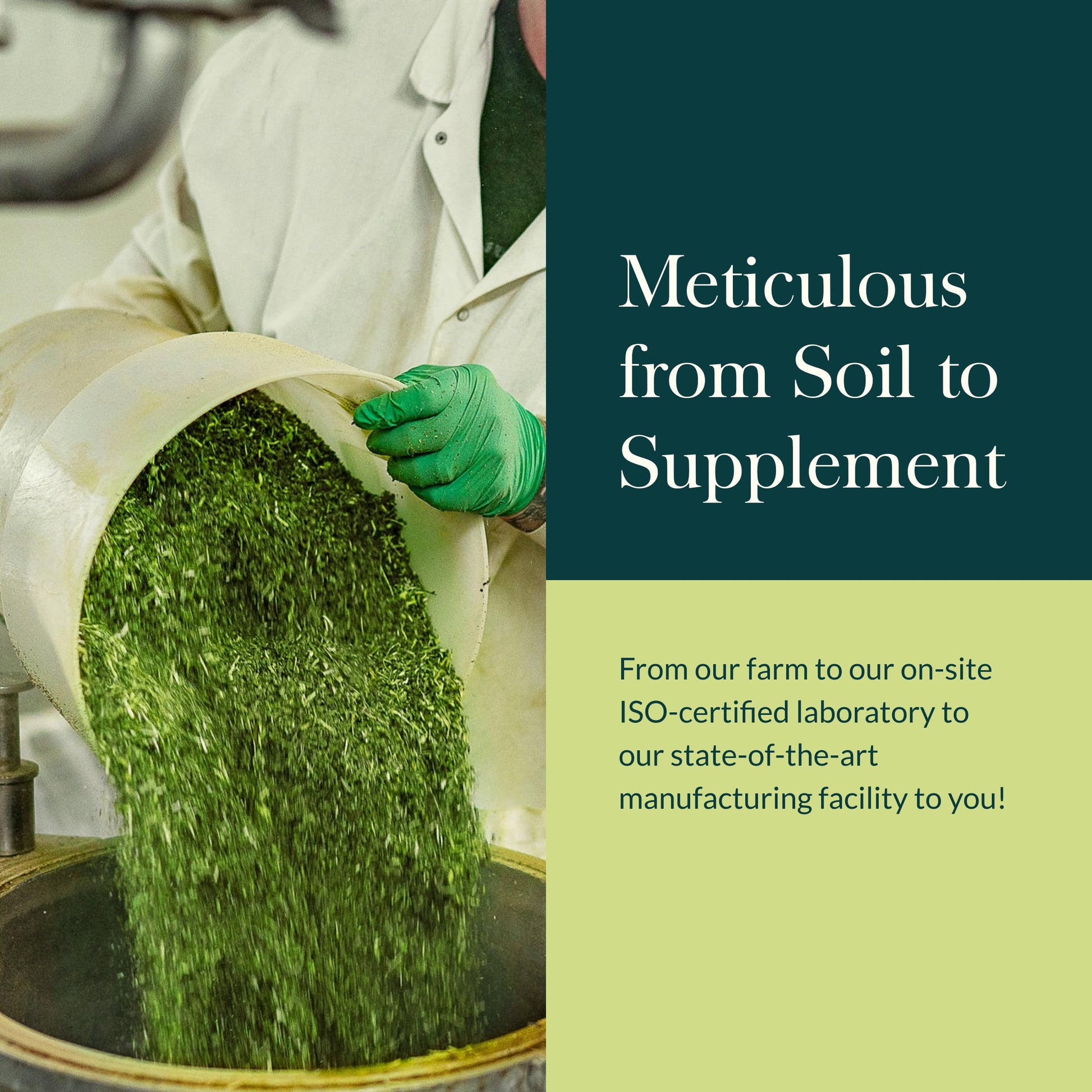 Gaia Herbs Lion's Mane Mushroom for Brain and Nerve Health Support - imprüv 